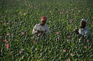 نگاهی به گزارش کاهش کشت مواد مخدر در افغانستان_از ادعای طالبان درباره کاهش تولید مواد مخدر تا شواهد ایران و پاکستان در رد این ادعا_ایراف