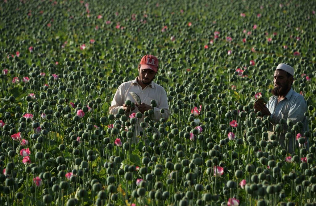 نگاهی به گزارش کاهش کشت مواد مخدر در افغانستان_از ادعای طالبان درباره کاهش تولید مواد مخدر تا شواهد ایران و پاکستان در رد این ادعا_ایراف