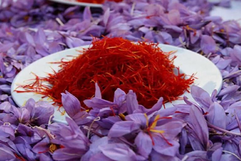آخرین خبرها 9 هشدار درباره خطر فراموشی زعفران ایرانی در بازارهای جهانی