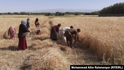 افزایش محصولات گندم در افغانستان با وجود خسارات سیلاب‌ها