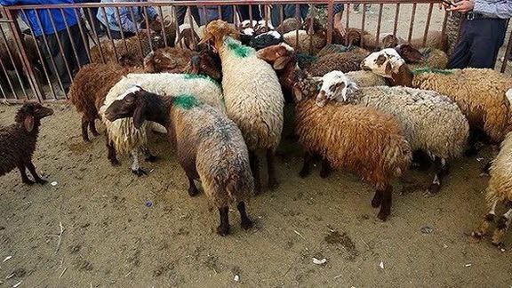 واردات دام زنده از افغانستان به ایران ممنوع است