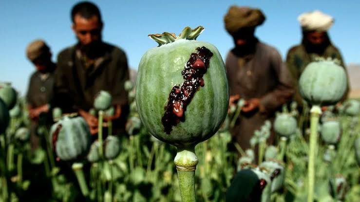 تغییر منطقه کاشت خشخاش از افغانستان به پاکستان: خیزبلند تولید تریاک در بلوچستان