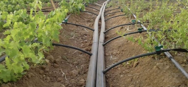 تاکید طالبان بر آبیاری نوین در هرات: درخواست از کشاورزان برای استفاده از سیستم قطره‌ای
