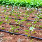 تلاش طالبان برای گسترش آبیاری قطره‌ای در هرات