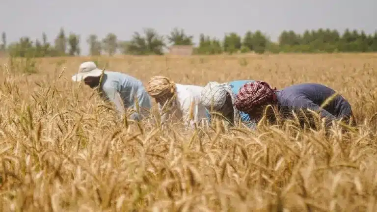 وابستگی معیشتی اکثریت افغانستانی‌ها به کشاورزی در بحران اقتصادی