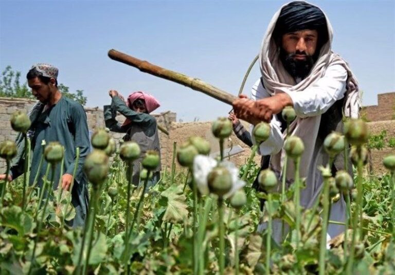 واکنش طالبان به نام افغانستان در لیست کشورهای ناکام در مبارزه با موادمخدر آمریکا: این اظهارات نشانه بی‌اطلاعی است