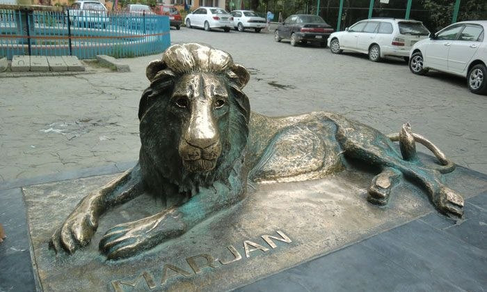 سرنوشت غمانگیز مرجان؛ شیری که نماد رنج مردم افغانستان بود 1 سرنوشت غمانگیز مرجان؛ شیری که نماد رنج مردم افغانستان بود