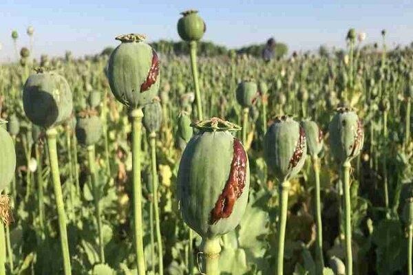 تغییر الگوی مواد مخدر افغانستان؛ بحران کمبود مواد اولیه دارویی در ایران