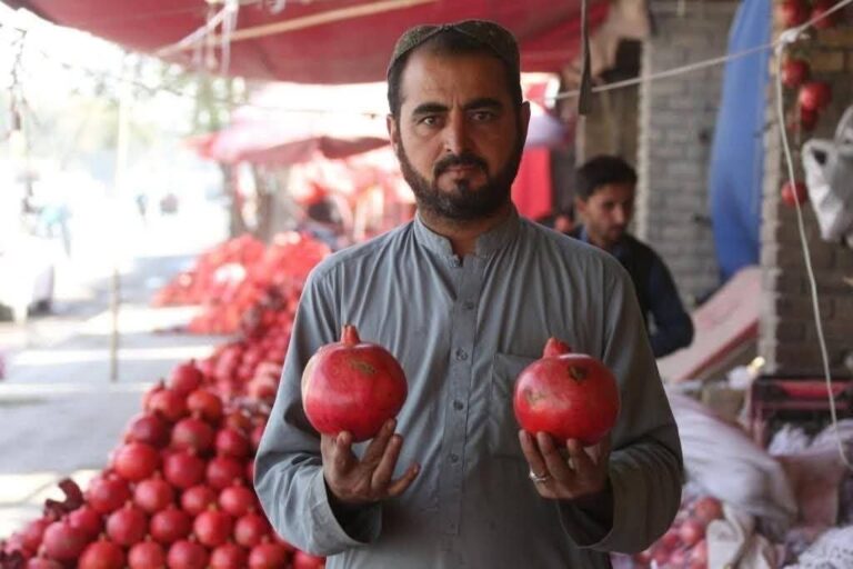 انار قندهار؛ یاقوت سرخ افغانستان با شهرت جهانی