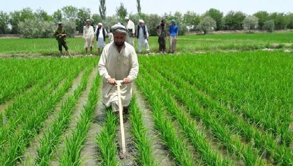 احیای کشاورزی در افغانستان؛ برنامه ۵ میلیون یورویی فائو و اتحادیه اروپا اجرایی می‌شود